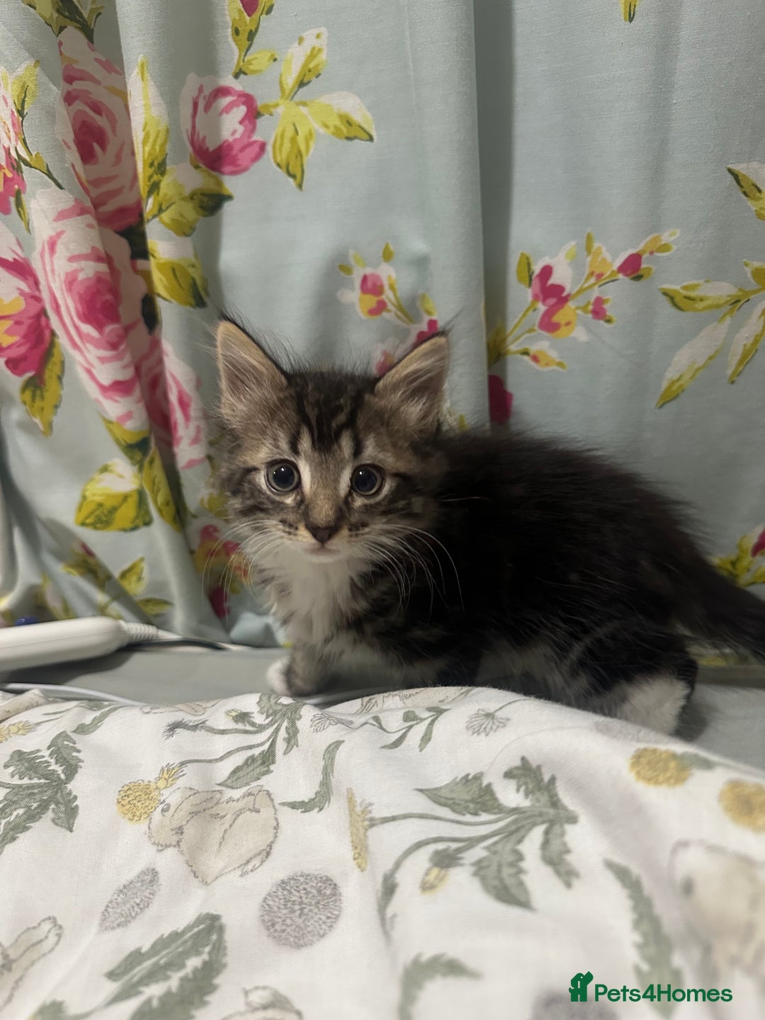 Mixed Breed cats for sale: 3 Male kittens for sale  - Image 5