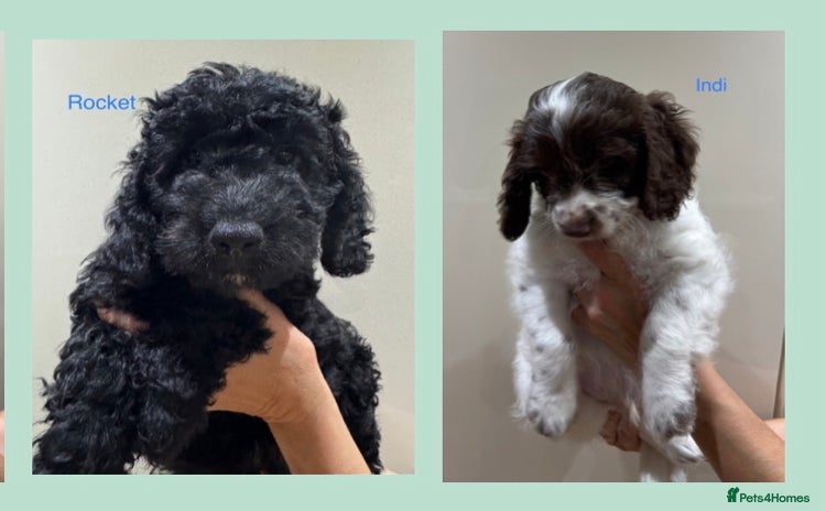 Cockapoo dogs - Advert 13
