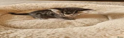 Domestic Shorthair cats for sale: 5  Beautiful Domestic Shorthair Tabby Kittens  - Advert 18