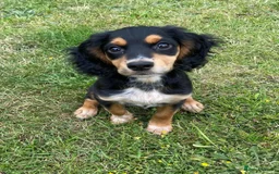 Cocker Spaniel dogs for stud: Extensively Health Tested KC Cocker - WELL PROVEN in Lincoln - Image 20