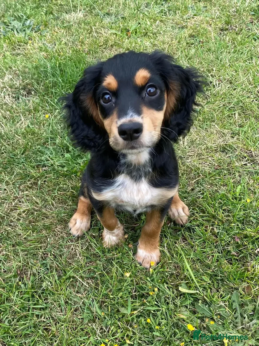 Cocker Spaniel dogs for stud: Extensively Health Tested KC Cocker - WELL PROVEN in Lincoln - Image 20