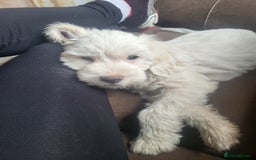 Cockapoo dogs for sale: 10 week old cockapoo  - Image 2