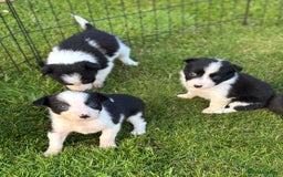 Border Collie dogs for sale: Border collie puppies ready now  - Image 5