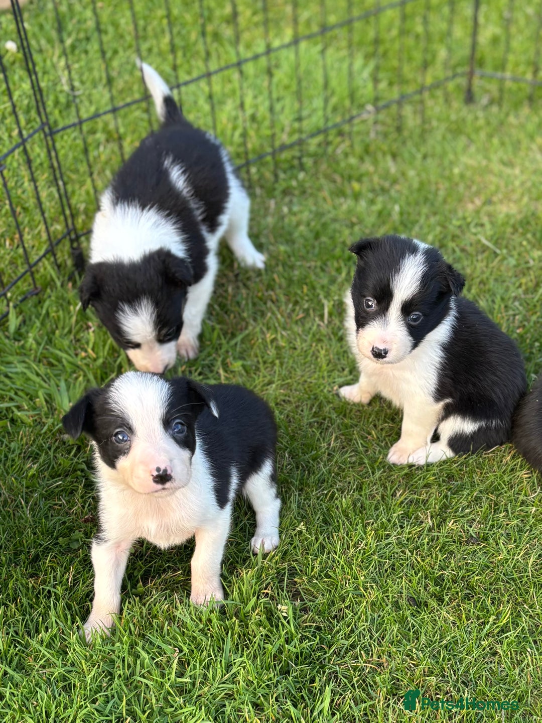 Border Collie dogs for sale: Border collie puppies ready now  - Image 5