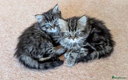 Persian cats for sale: Persian British shorthair mix kittens (SOLD) - Image 3