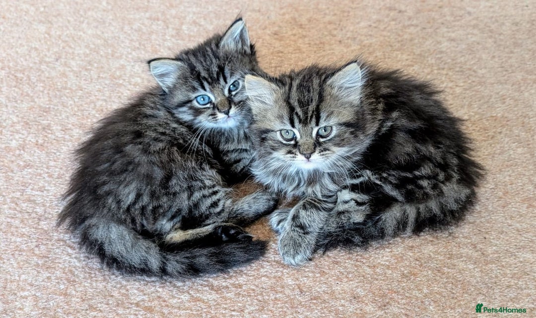 Persian cats for sale: Persian British shorthair mix kittens (SOLD) - Image 3