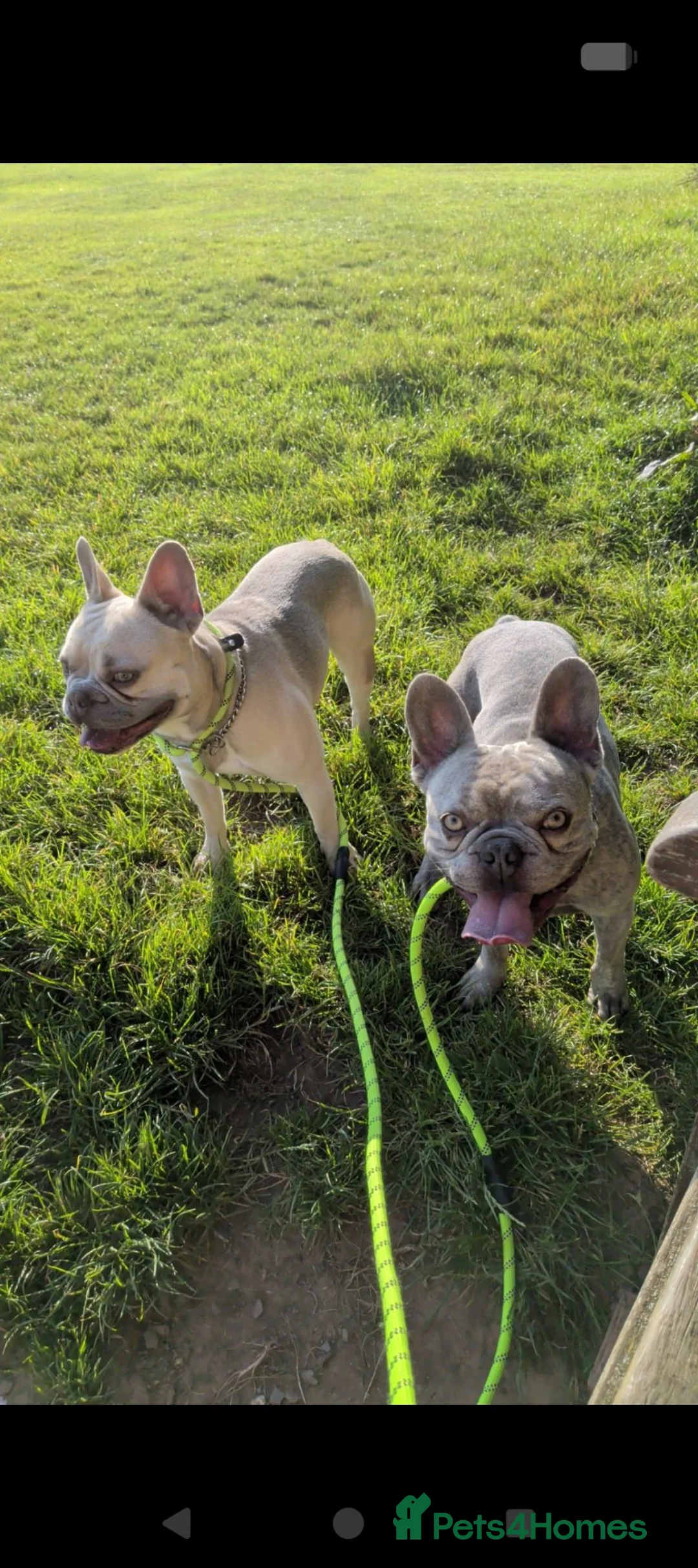 French Bulldog dogs for sale: French  lovable bulldog boy lilac  - Advert 2