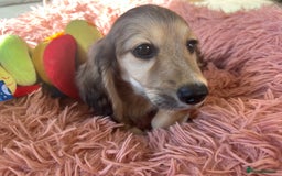 Miniature Dachshund dogs for sale: **KC REG Miniature long haired dachshund puppies** - Image 8