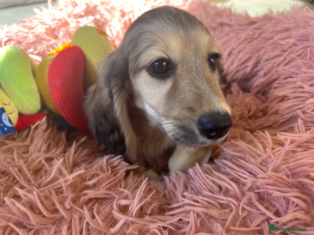 Miniature Dachshund dogs for sale: **KC REG Miniature long haired dachshund puppies** - Image 8