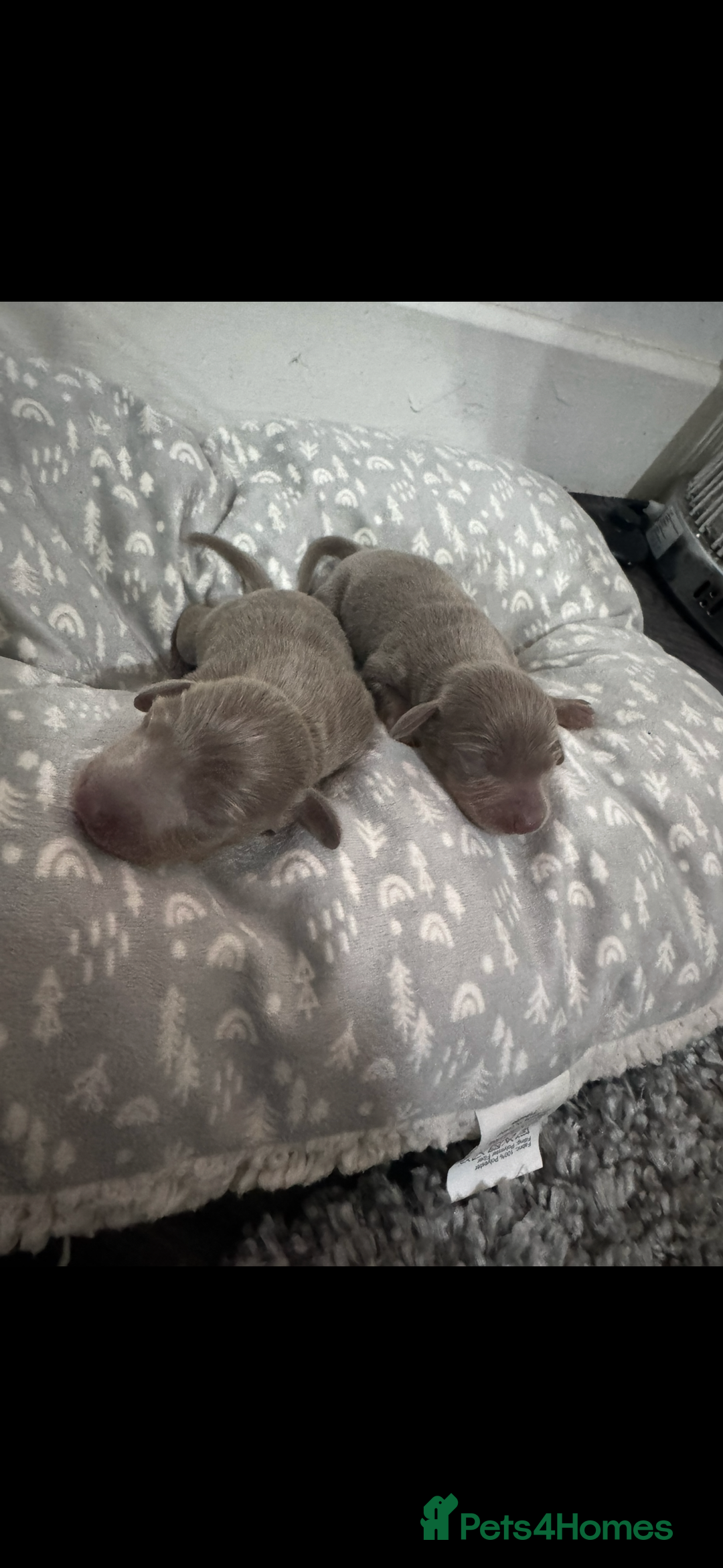 Miniature Dachshund dogs for sale: Miniature dachshunds - Image 9