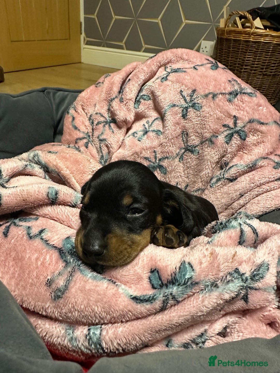 Miniature Dachshund dogs for sale: STUNNING SMOOTH SHORT HAIR MINIATURE DACHSHUND 💞 - Advert 14