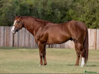 Arabian horse horses Jackson - Advert 3