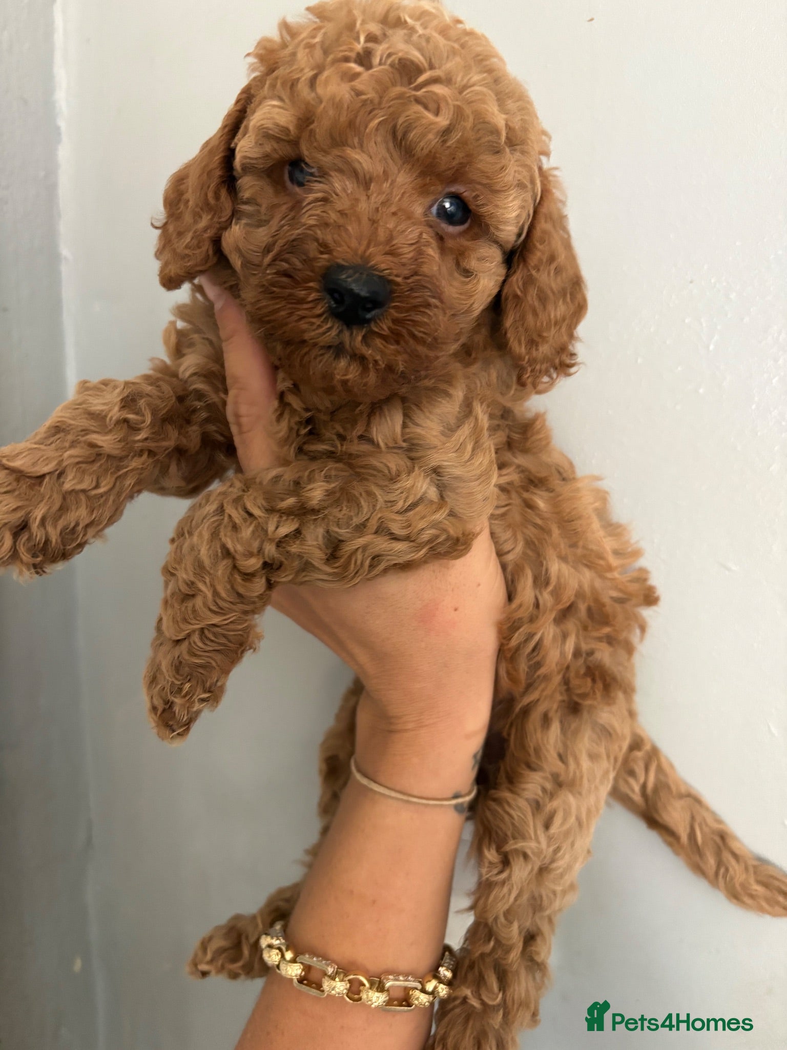 Cockapoo dogs Gorgeous Red Cockapoo Puppies  - Advert 1