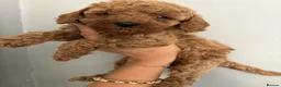 Cockapoo dogs for sale: Gorgeous Red Cockapoo Puppies  in Brighouse - Advert 7