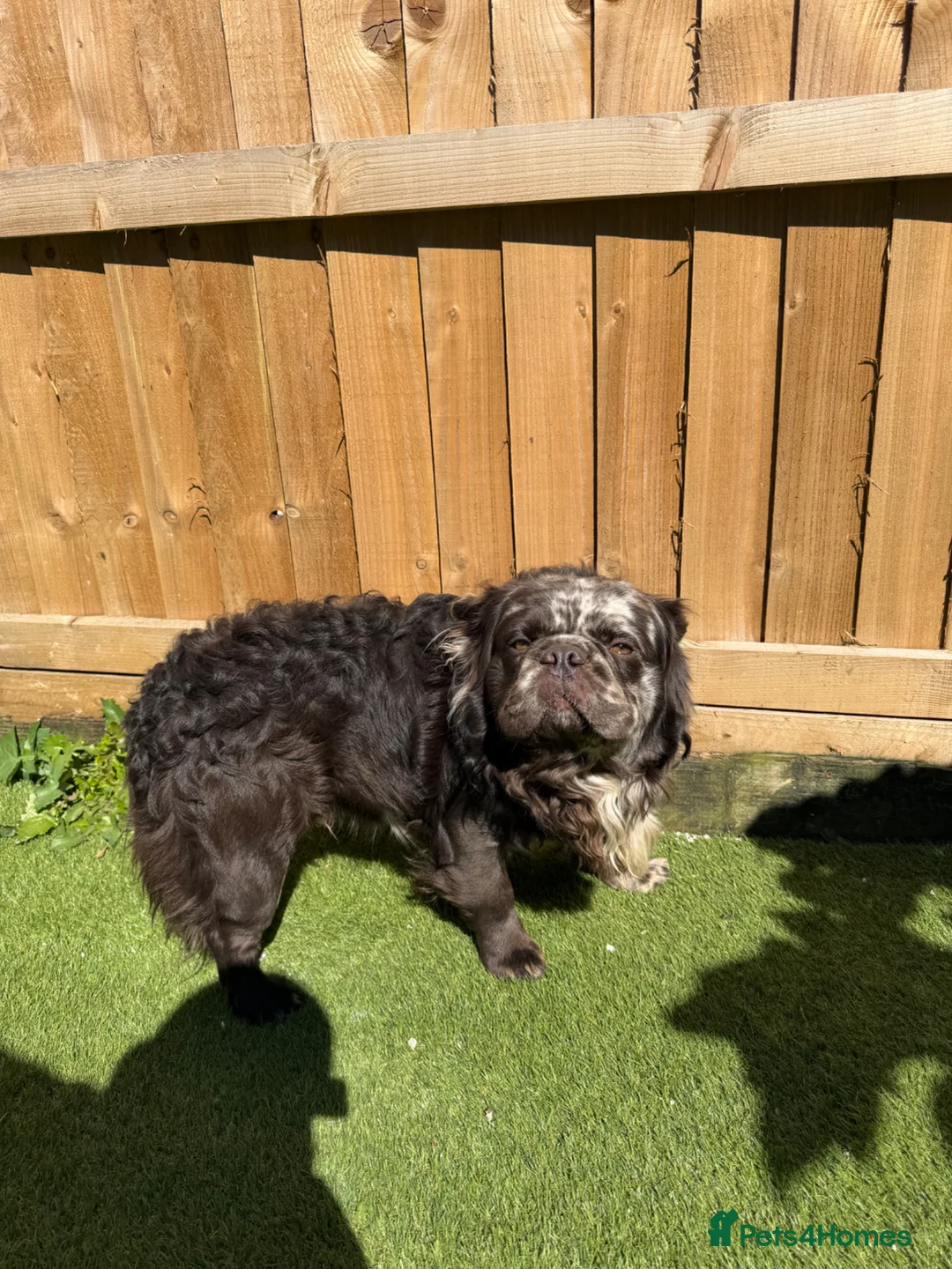 French Bulldog dogs for sale: French bulldog long haired  - Advert 4