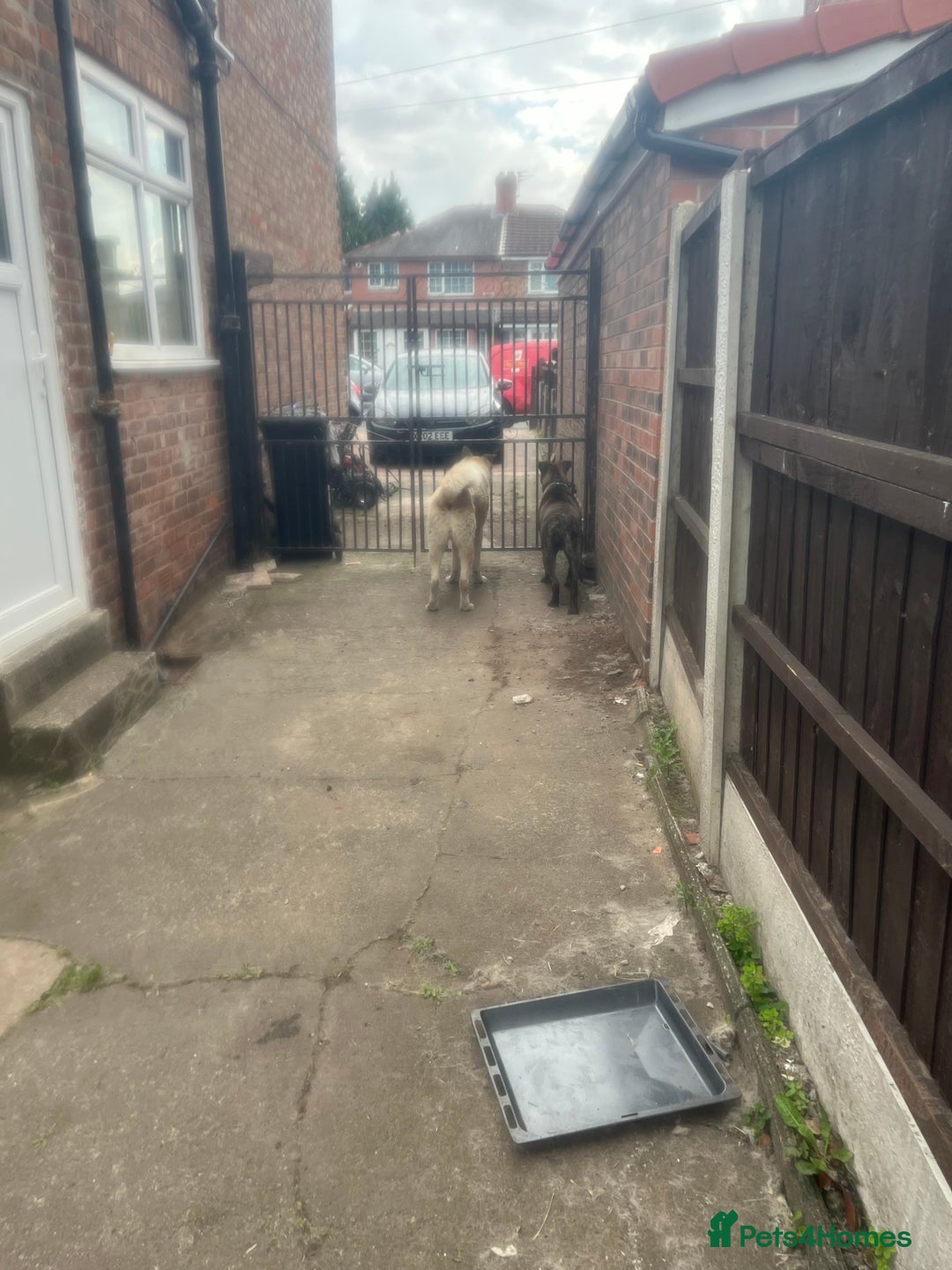 Presa Canario dogs for sale: Presa canario  - Image 9