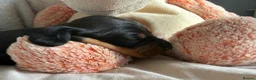 Miniature Dachshund dogs for sale: Miniature dachshund pups - Advert 8
