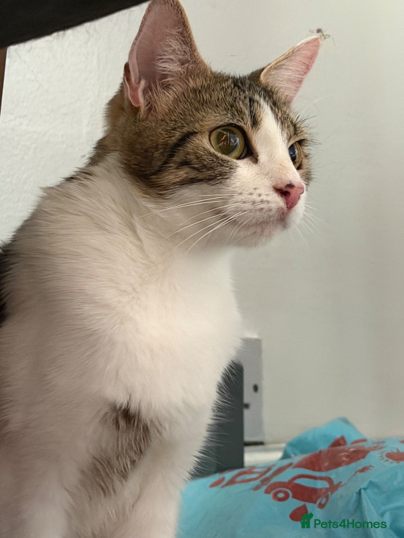 Domestic Shorthair cats Male and female cat (can be sold separate) - Advert 1