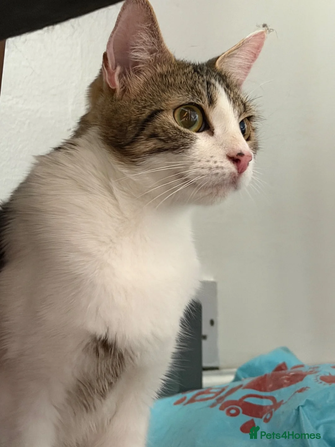 Domestic Shorthair cats for sale: Male and female cat (can be sold separate) - Advert 1