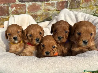 Cavapoo dogs Stunning Special Red F1 Cavapoo Puppies KC Parents - Advert 9