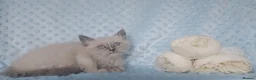 Siberian cats for sale: Pure Siberian kittens For Sale  - Advert 7