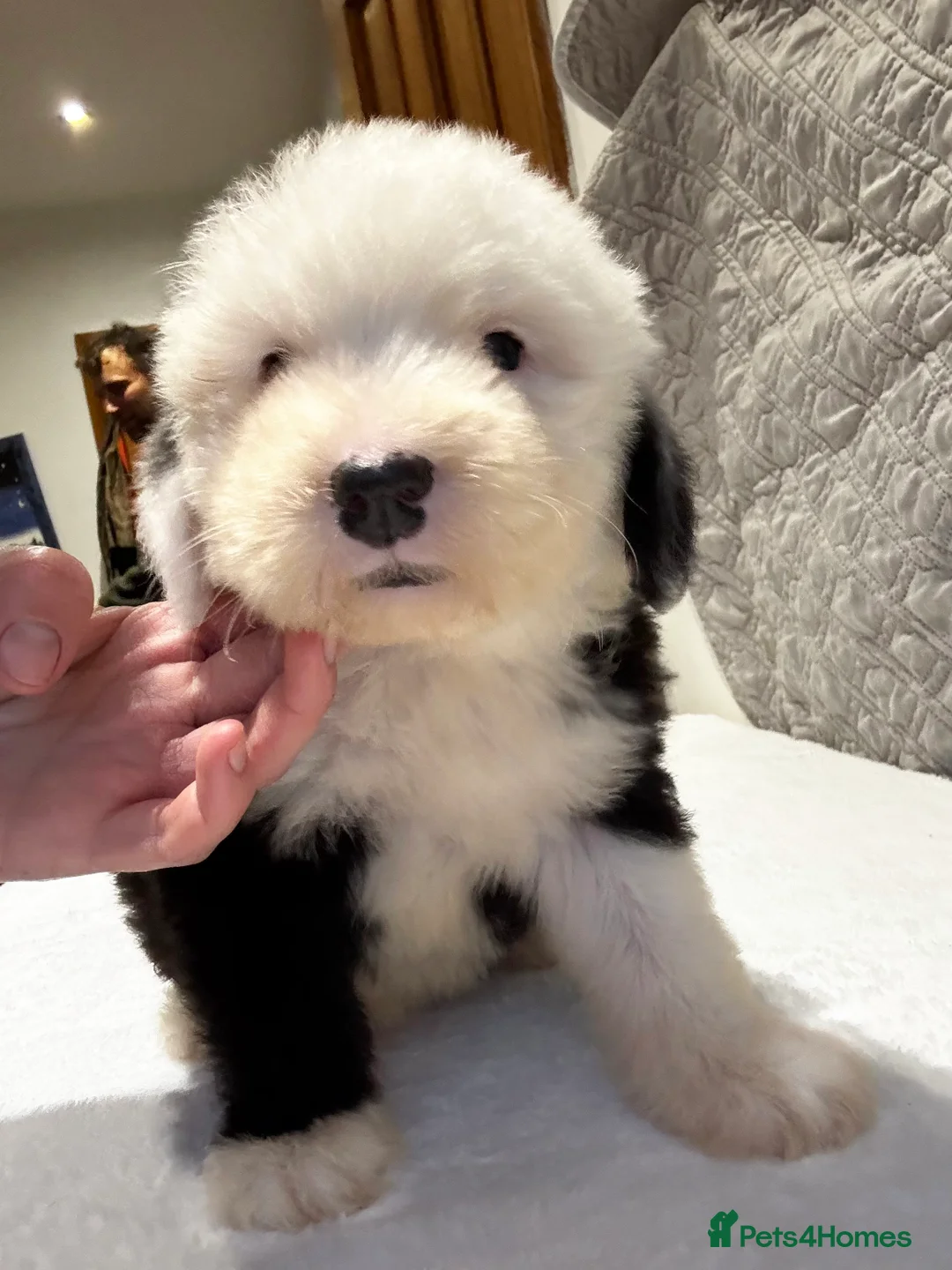 Old English Sheepdog dogs for sale: Outstanding OES top Show Lines,Exceptional Quality - Advert 10