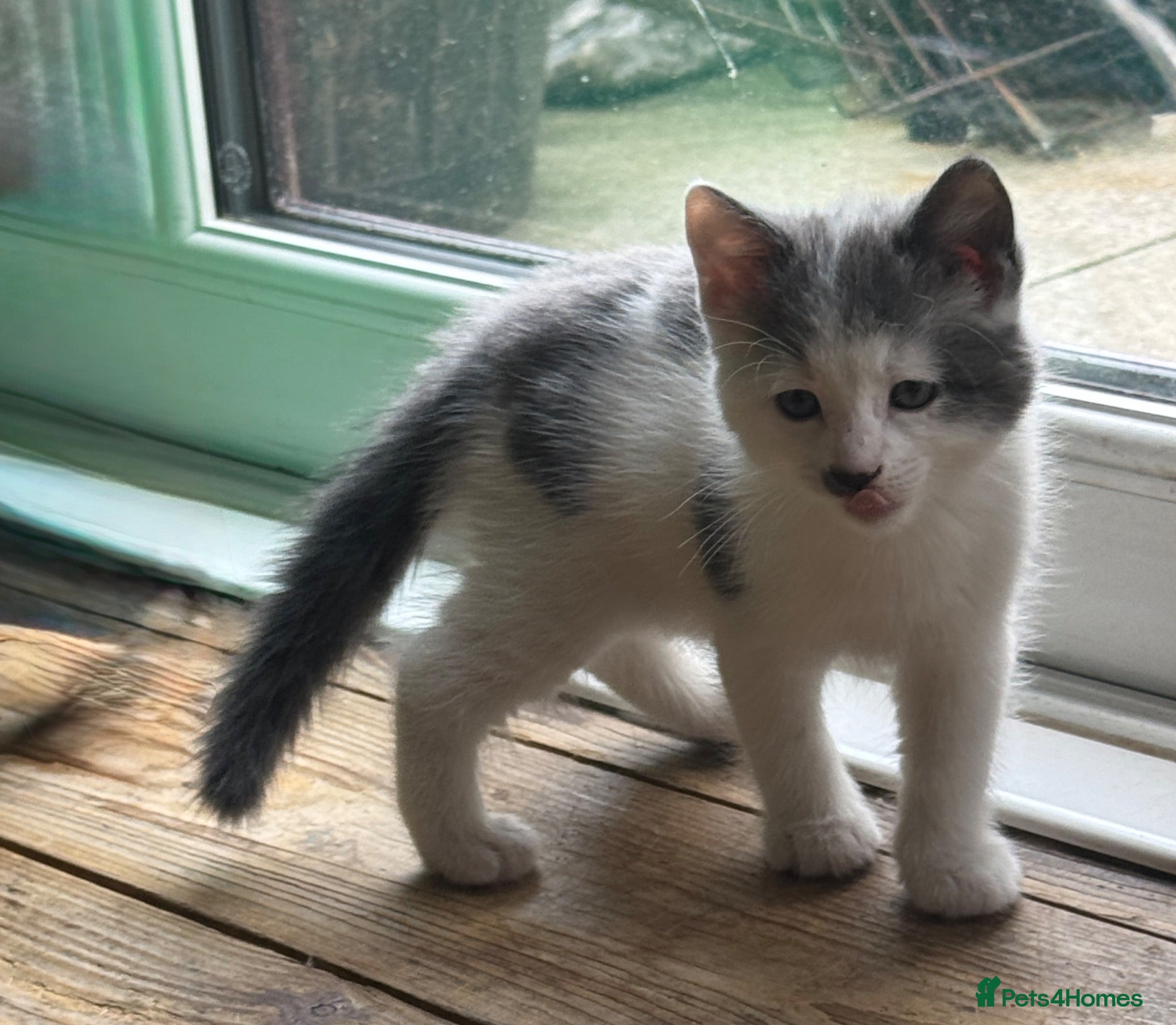 Mixed Breed cats Male kitten  - Advert 1