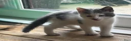 Mixed Breed cats for sale: Male kitten  - Advert 1