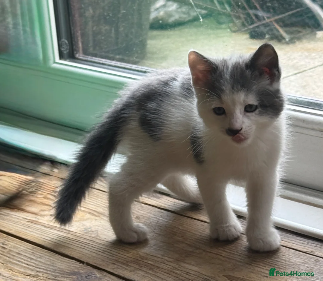 Mixed Breed cats for sale: Male kitten  - Advert 1