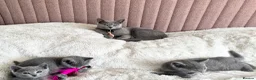 Russian Blue cats for sale: Gorgeous TICA Russian Blue Kittens - Advert 5