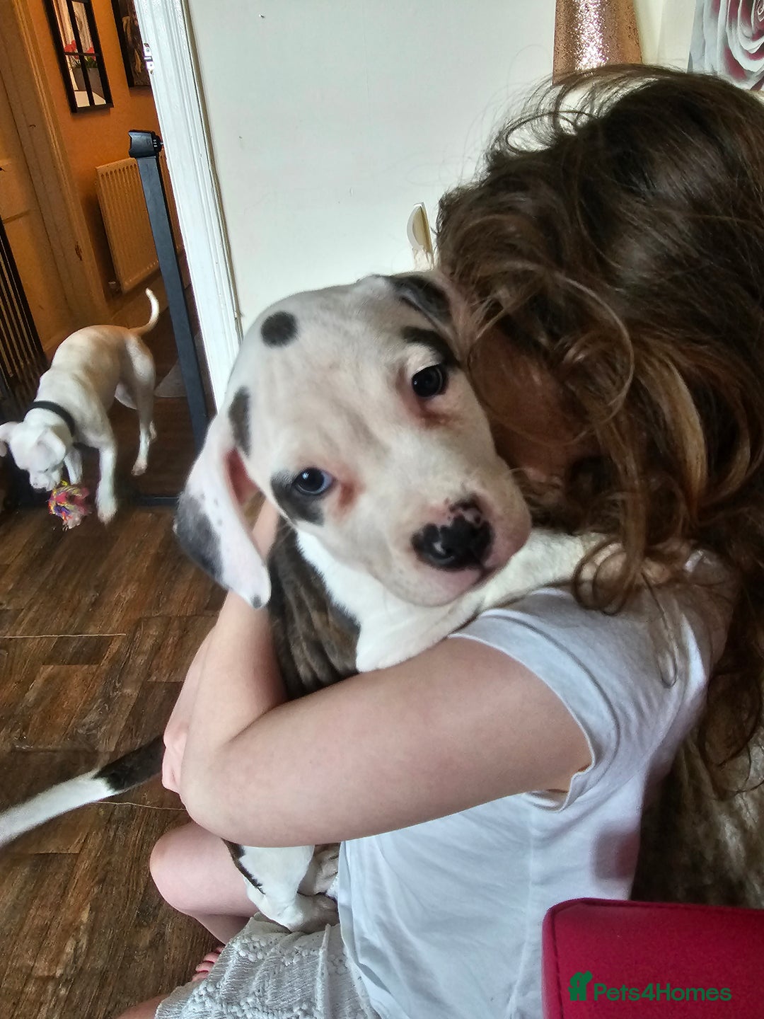 Mixed Breed dogs for sale: Staffordshire bull terrier cross puppies  - Advert 7