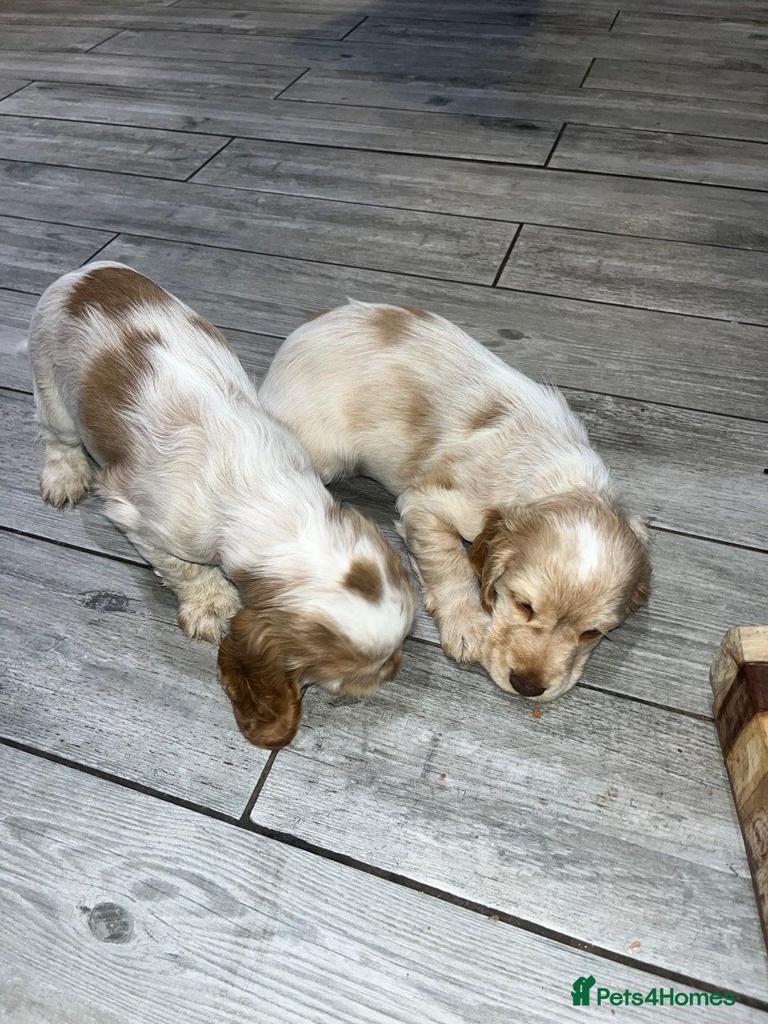 Cocker Spaniel dogs for sale: Cocker Spaniel Puppies - Advert 34