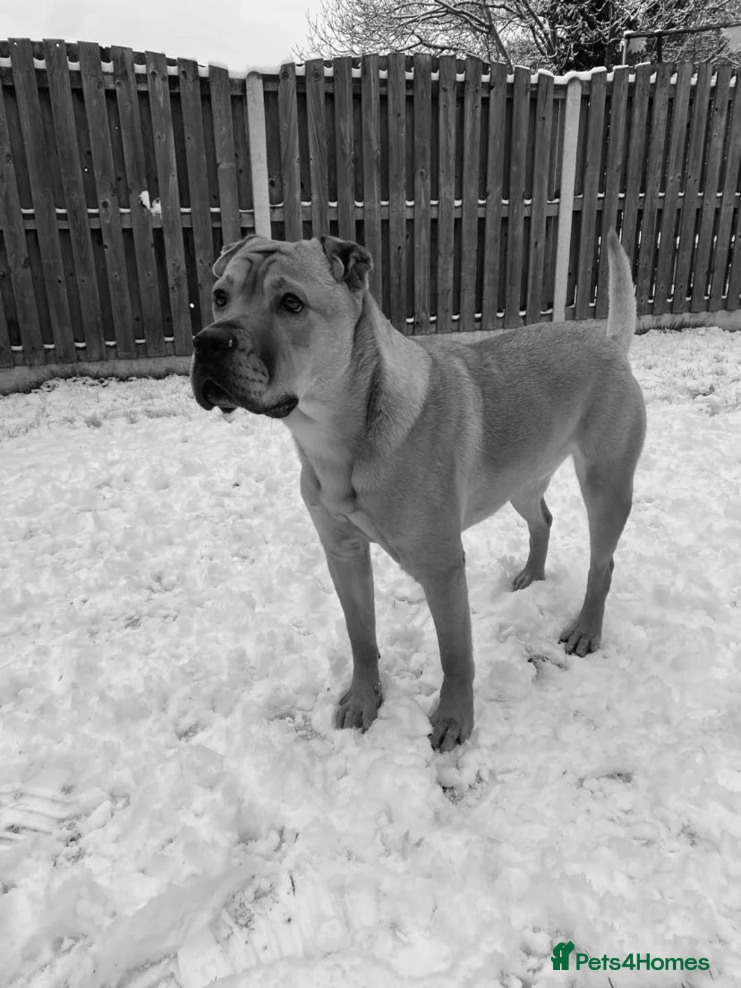 Shar Pei dogs for sale: Shar Pei Cross Female for sale  - Advert 2
