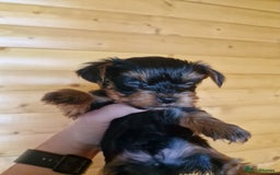 Yorkshire Terrier dogs for sale: Miss Bella and adorable boys - Image 8
