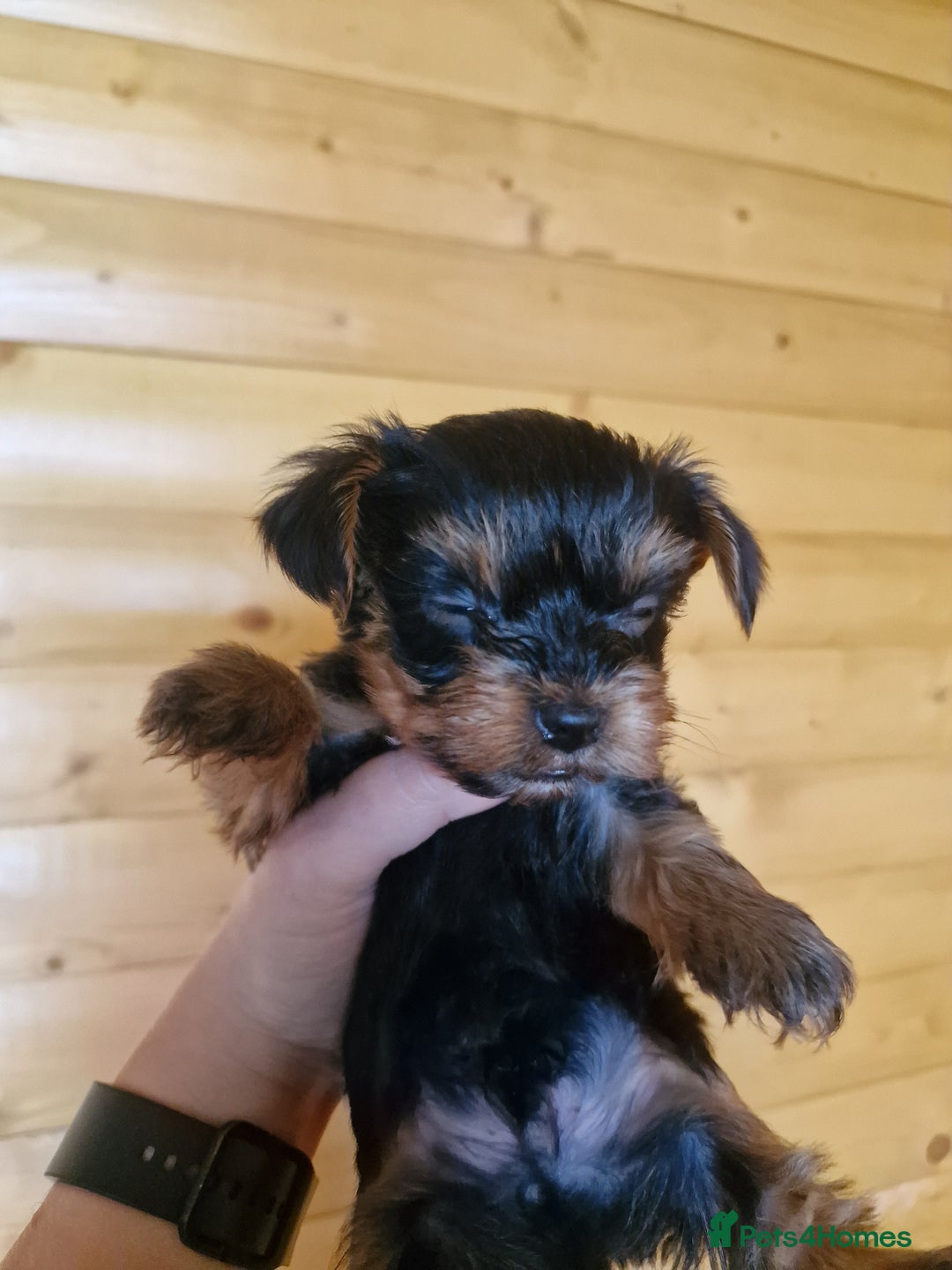 Yorkshire Terrier dogs for sale: Miss Bella and adorable boys - Image 8