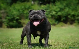 Staffordshire Bull Terrier dogs for stud: PRINCE- SOLID BLUE CHAMPION BRED in Smethwick - Image 1