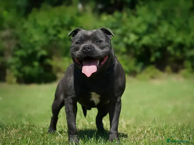 Staffordshire Bull Terrier dogs PRINCE- SOLID BLUE CHAMPION BRED - Advert 6