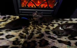 Egyptian Mau cats for sale: Smoke Egyptian MAU x Bengal spotted&marble kittens - Image 29