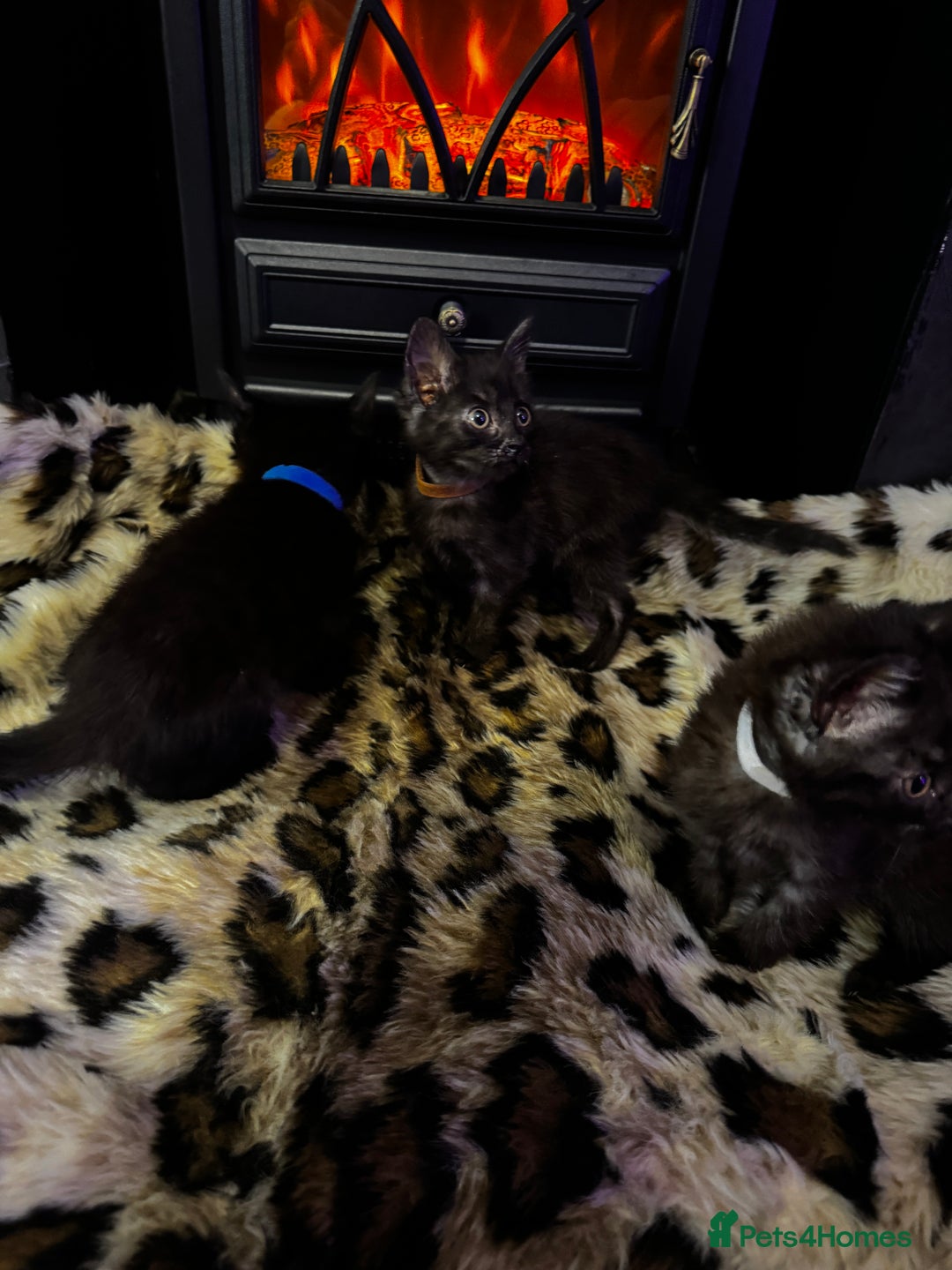 Egyptian Mau cats for sale: Smoke Egyptian MAU x Bengal spotted&marble kittens - Image 29