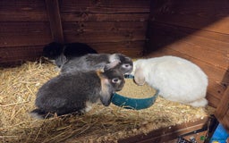 Mini Lop rabbits for sale: 3 Beautiful minilops available 2 males 1 female - Image 8