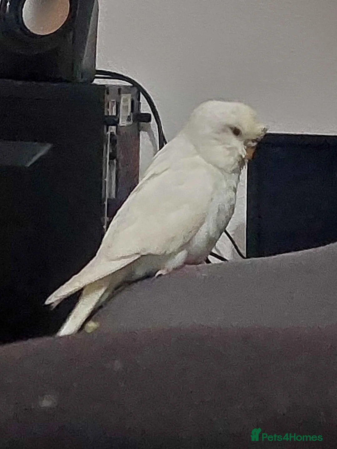 Budgerigars birds for sale: Yellow Face Albino Budgie in Skelmersdale - Advert 1