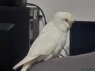 Budgerigars birds Yellow Face Albino Budgie - Advert 2