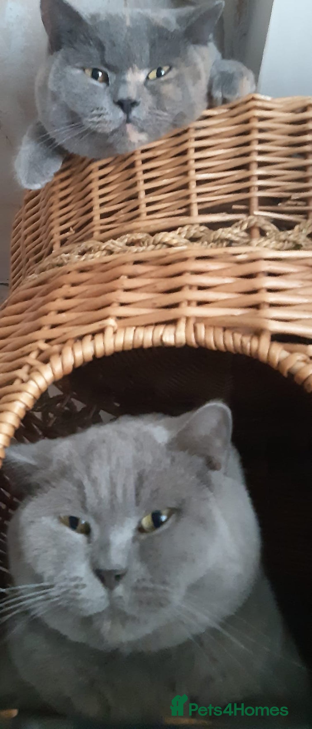 British Shorthair cats for sale: ♥️ Fun Loving British Shorthair Kittens♥️ - Image 28