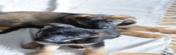 German Shepherd dogs for sale: Shorthaired German Shepherd  - Advert 32