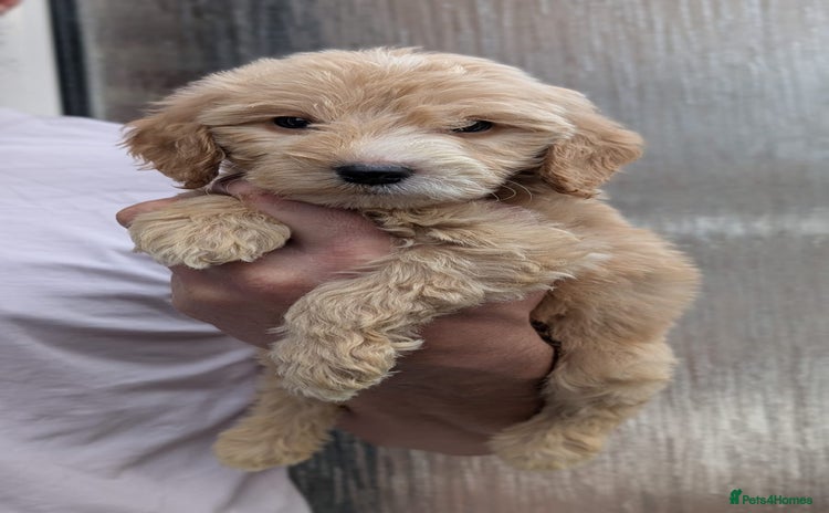 Cockapoo dogs - Advert 1