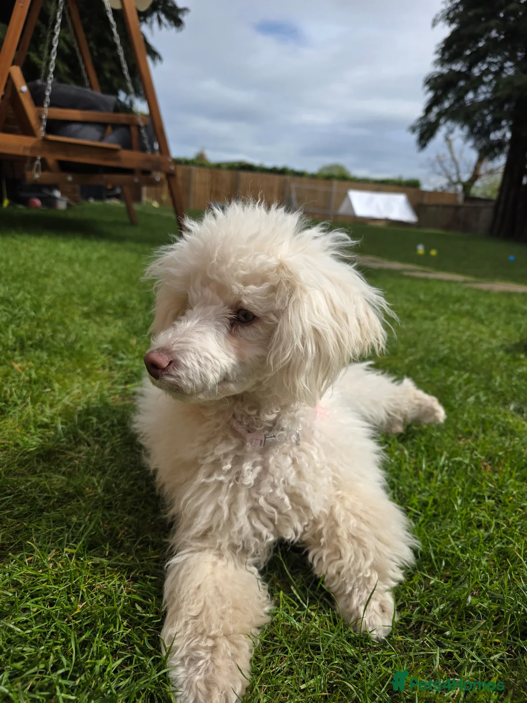 Miniature Poodle dogs for sale: Miniature poodle - Advert 1