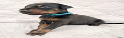 Dobermann dogs for sale: European doberman puppies for sale. in Swindon - Advert 2