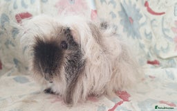 Guinea Pig rodents for sale: BABY GUINEA PIGS AVAILABLE HEREFORDSHIRE  - Image 17