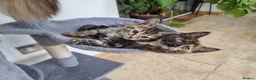Maine Coon cats for sale: Maine Coon kittens  - Advert 2