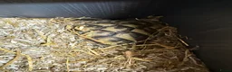 Hermann Tortoise reptiles for sale: Herman Tortoise - Advert 6